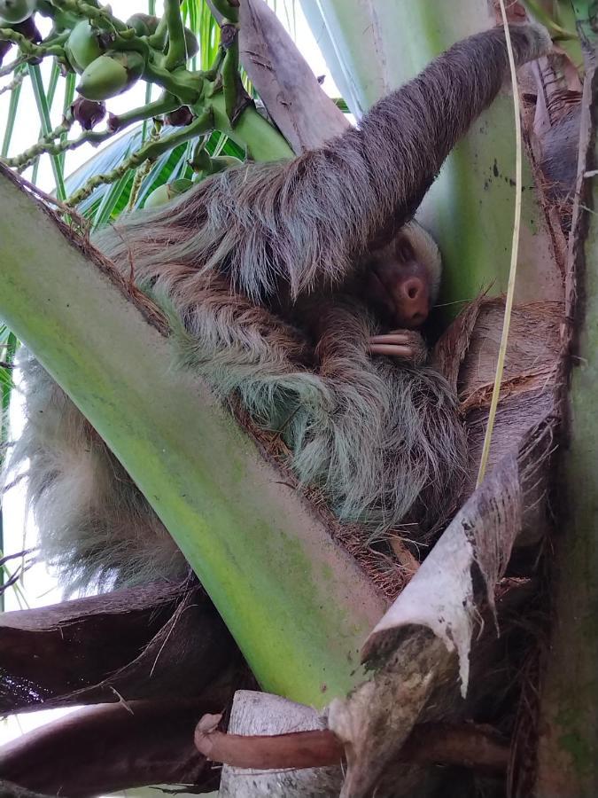 Bewak Cr Tortuguero Exterior foto