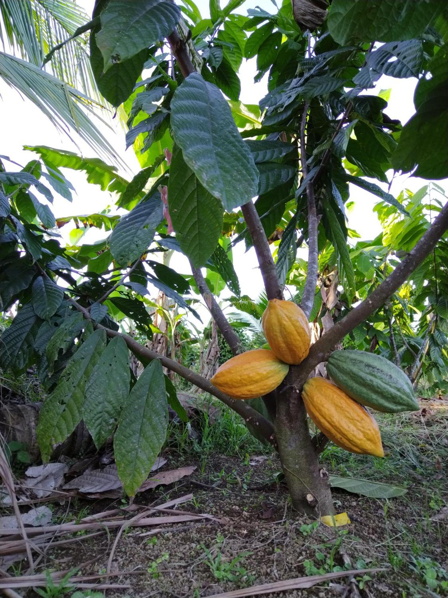 Bewak Cr Tortuguero Exterior foto